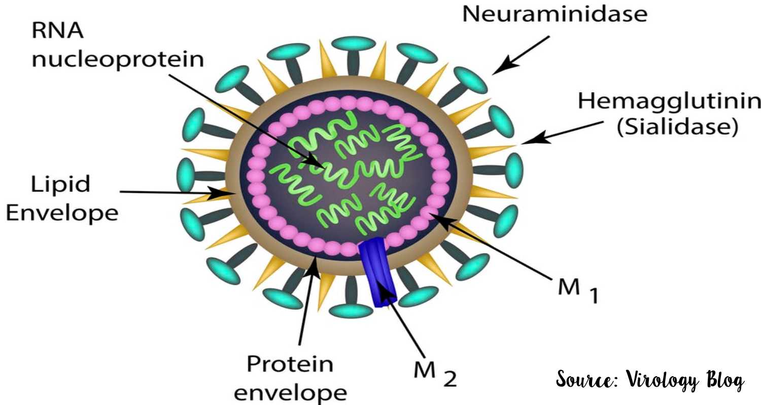 struktur tubuh virus influenza