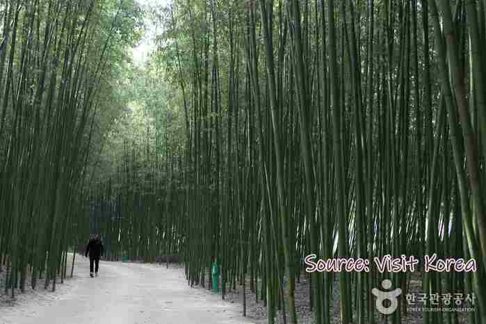 hutan bambu taehwagang