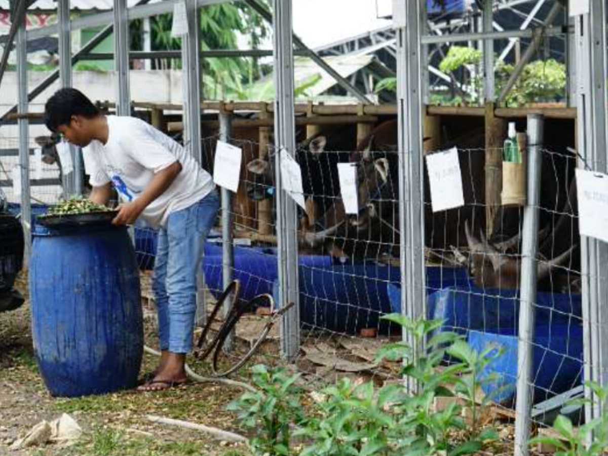 dompet Dhuafa berdsyakan orang kurang mampu menjadi peternak