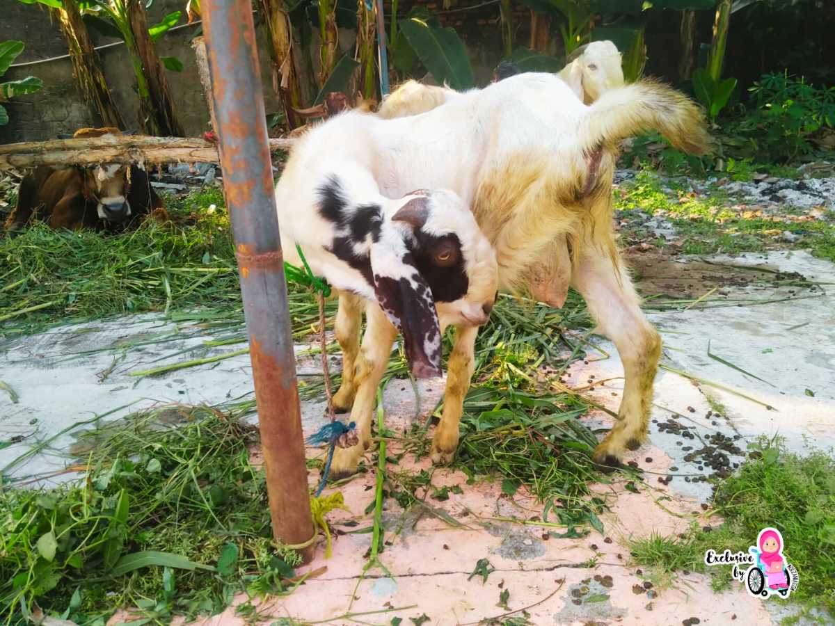 kambing kurban