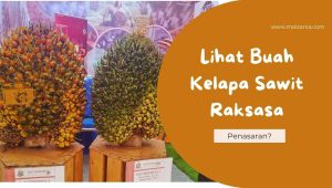 Yang Unik-Unik dari Pameran UMKM : Lihat Buah Kelapa Sawit Segede Gaban