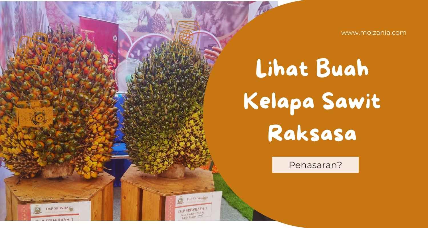 Yang Unik-Unik dari Pameran UMKM : Lihat Buah Kelapa Sawit Segede Gaban